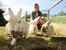 Streicheltiere und Hasen auf dem Bauernhof in der Region Chiemsee