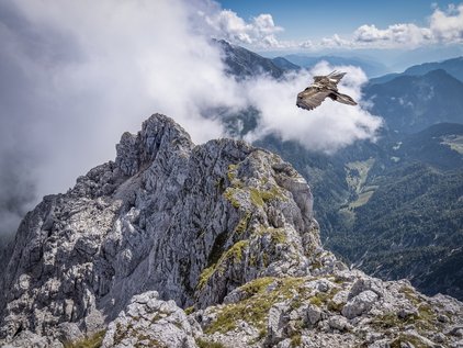 Adler über den Berchtesgadener Gipfeln bei der Adlerbeobachtung Klausbachtal