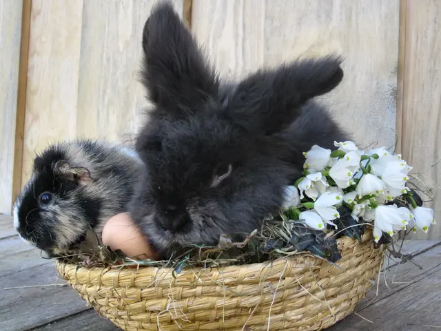 Hase im Korb