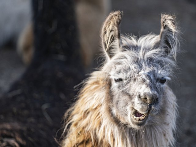 Alpakas zum Erleben auf dem Bauernhof