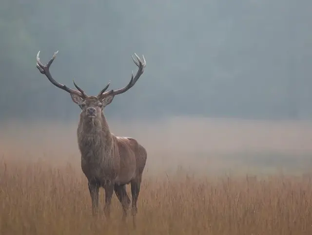 Jagd - © Bayerischer Bauernverband Jagd