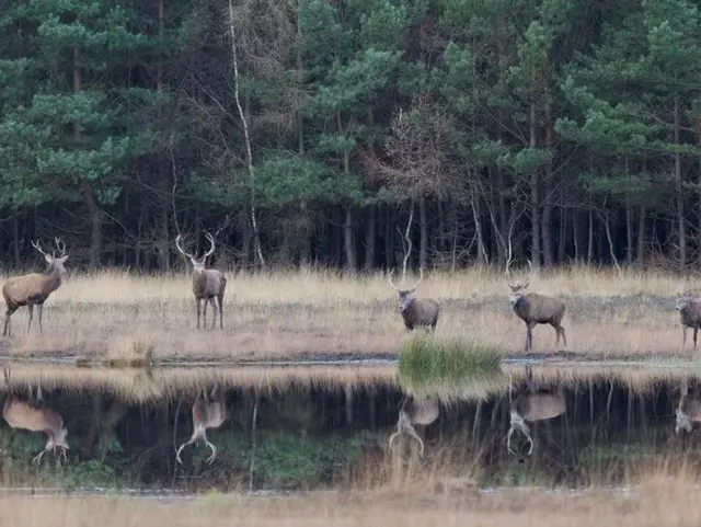 Jagd - © Bayerischer Bauernverband Jagd