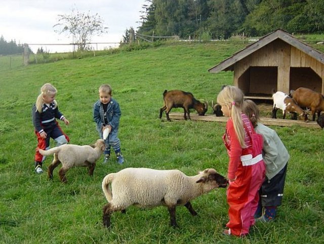 Ziegen auf dem Wieshof  in Kirchberg im Bayerischen Wald