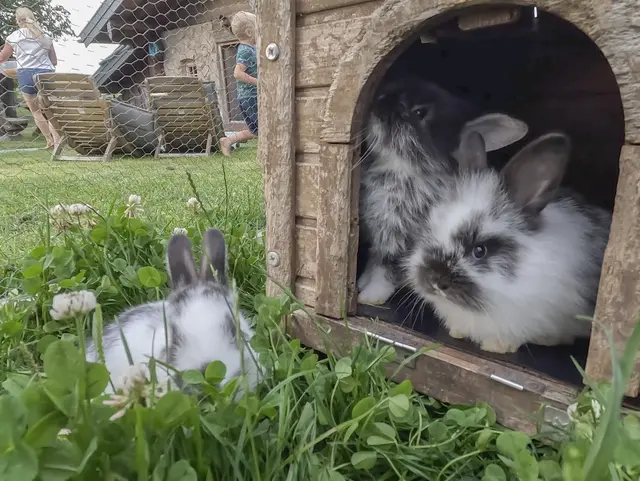 Streicheltiere am Hof