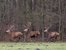 Jagd