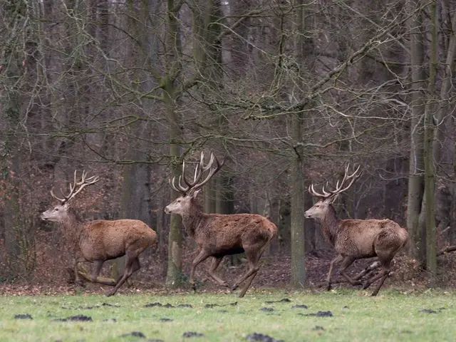 Jagd - © Bayerischer Bauernverband Jagd