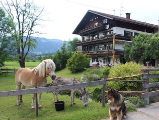 Hund, Pferd und Ziege vor dem Bauernhaus.