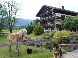 Tiere am Bauernhof © Zuhaus am Malerwinkel Hund, Pferd und Ziege vor dem Bauernhaus.