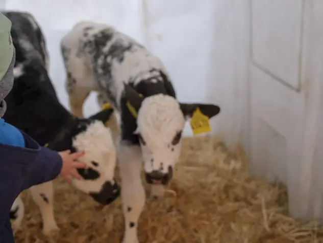 Kind im Stall mit zwei kleinen Kälbchen