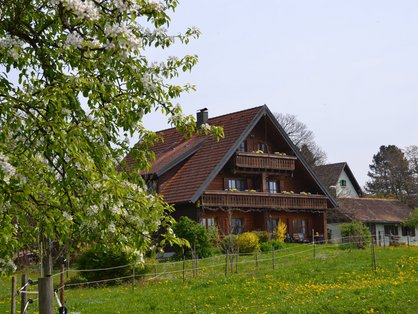 Alte Obstbäume vor dem Bauernhaus auf dem Obsthof in Bayern