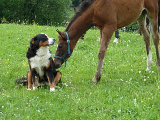 Pferd auf dem Bauernhof beschnuppert Hund
