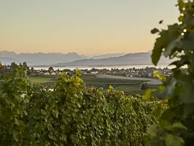 © Lindau Tourismus | Gert Krautbauer Weinberge in Lindau