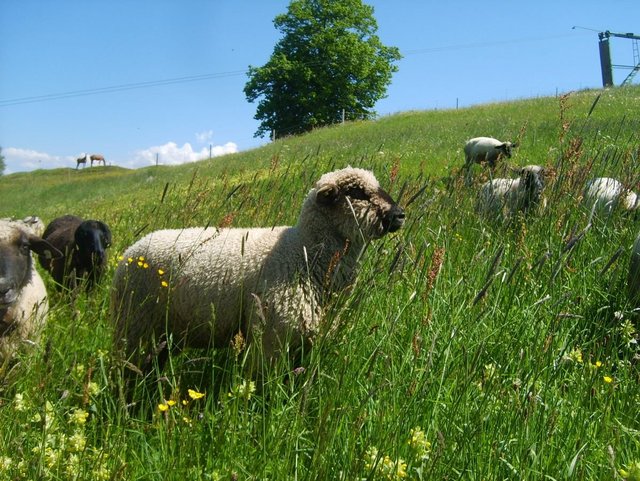 Schafe auf der Wiese beim Ferienhof Heim