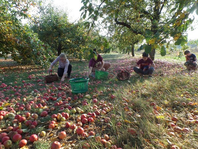 Streuobstwiese im Herbst