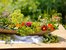 Kräuter und Blumen duftend frisch vom Bauernhof aus der Region Chiemsee