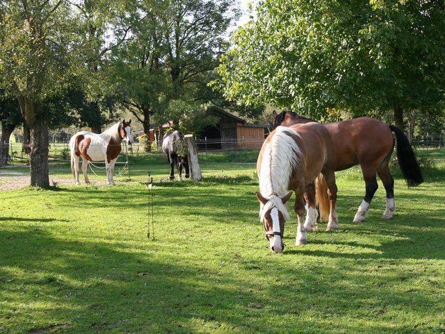 Pferde grasen auf dem Bauernhof