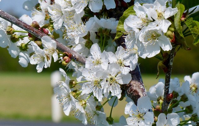 Nahaufnahme Kirschblüten