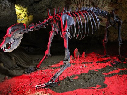 Beleuchtetes Dinosaurierskelett in der Tropfsteinhöhle Teufelshöhle Pottenstein
