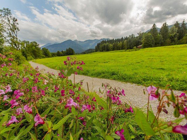 Blütenpracht entlang des Wanderweges entlang der Leitzach