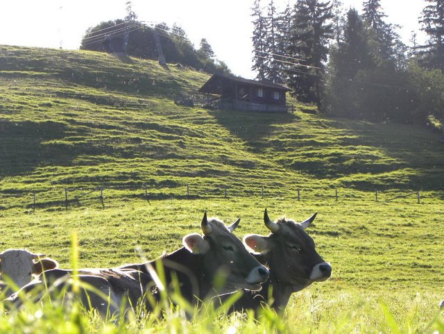 Kühe auf der Wiese