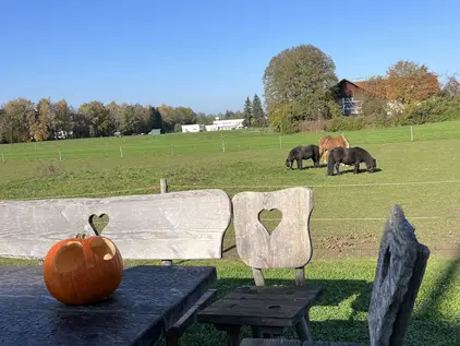 Ponys am Ferienhof Lang © Tatjana Seel Unsere Ponys auf der Weide