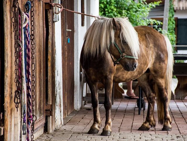 Urlaub mit dem eigenen Pferd