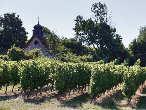 Weinreben in Franken genießen