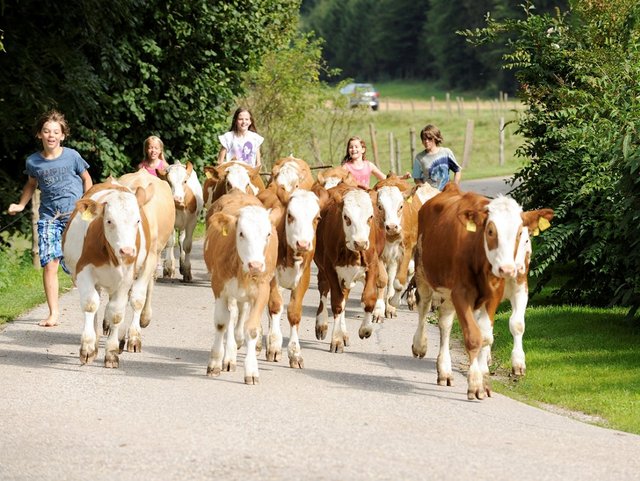 Mithelfen beim Kühe treiben von der Weide in den Stall zum melken auf dem Bauernhof in der Region Chiemsee