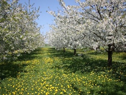 Große Obstplantagen auf den Bauernhöfen und Obsthöfen in Bayern