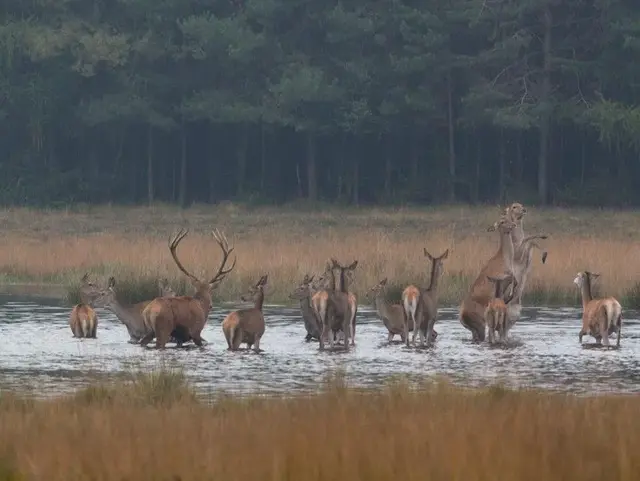 Jagd - © Bayerischer Bauernverband Jagd