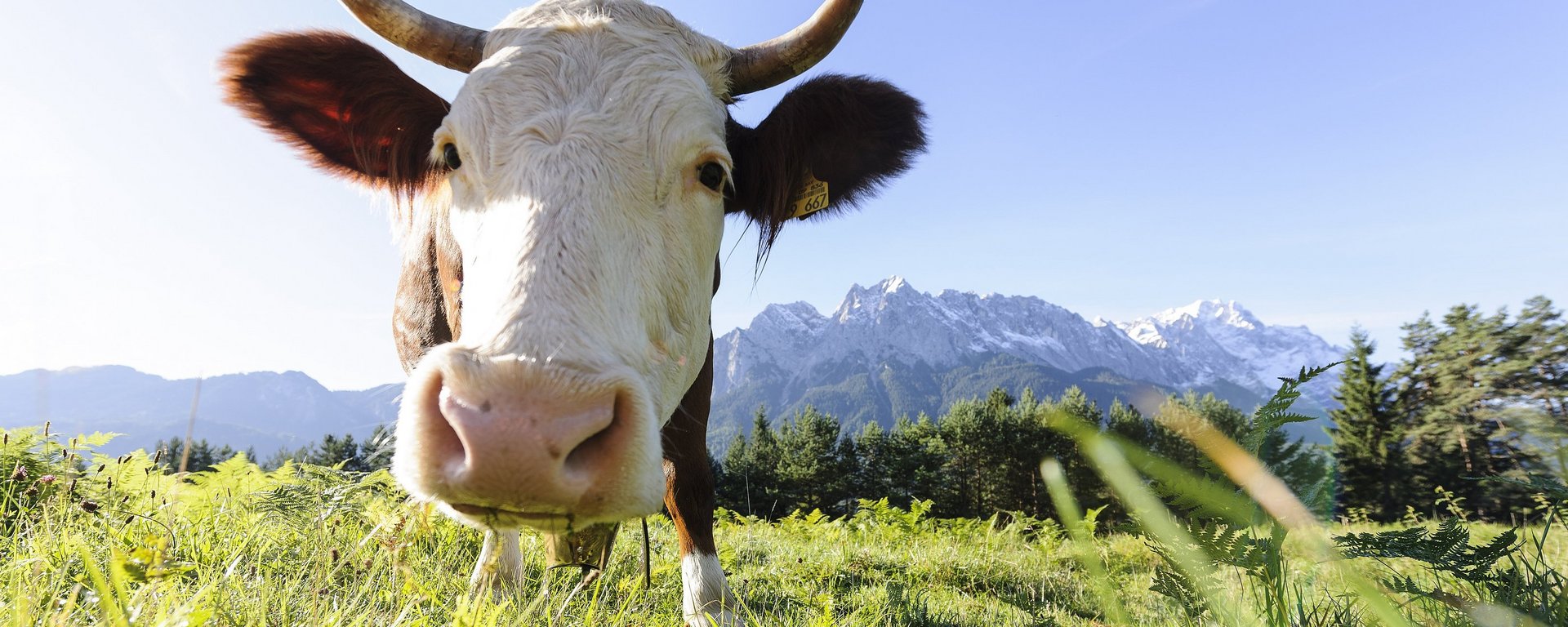 Kuh auf der Wiese vor der Zugspitze in Oberbayern