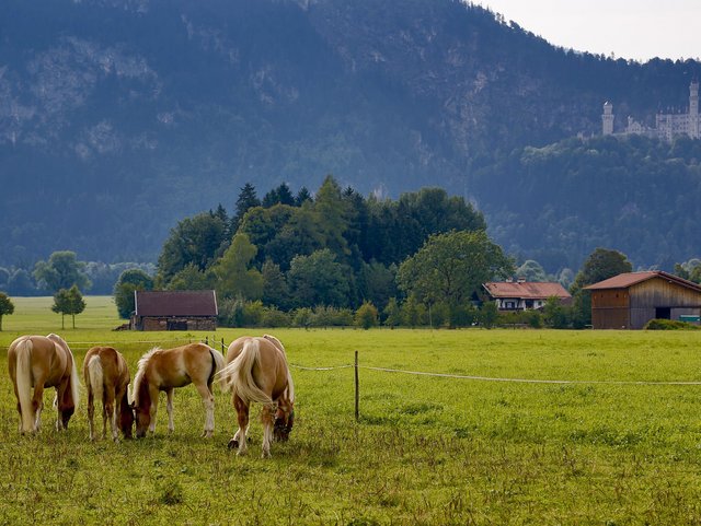 Pferde grasen vor Bauernhof mit Reitmöglichkeit