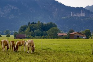 Pferde grasen vor Bauernhof mit Reitmöglichkeit