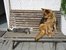 Urlaub mit dem Hund