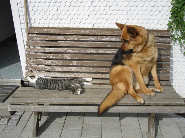 Urlaub mit dem Hund