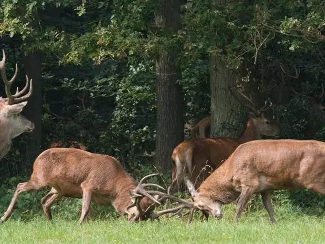 Jagd - © Bayerischer Bauernverband Jagd