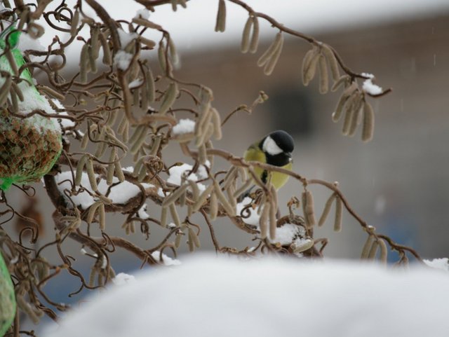 Vogel im Winter im Bayerischen Wald