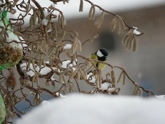 Daheimgebliebene - © Maria Pauli Vogel im Winter im Bayerischen Wald