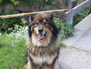 Hofhund auf dem Bauenhof © Zuhaus am Malerwinkel