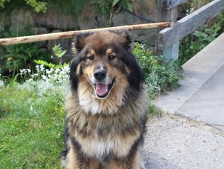 Hund auf dem Hof erlaubt