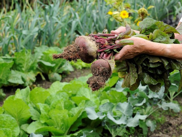 Rote Beete frisch aus dem Bauerngarten vom Bauernhof aus der Region Chiemsee