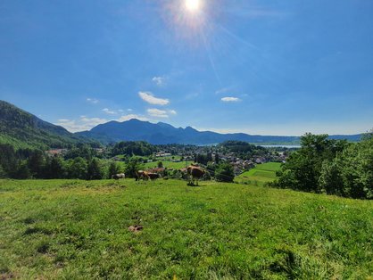 Kühe grasen auf der Weide vor dem Kochelsee in Bayern