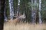 Jagd