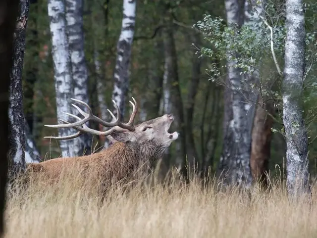 Jagd - © Bayerischer Bauernverband Jagd